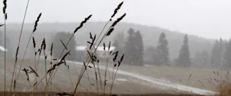 Sädesfält Sädesfält med skog i bakgrunden i ruskigt väder