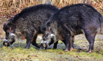 Vildsvin i trädgården - gäller försäkringen?
