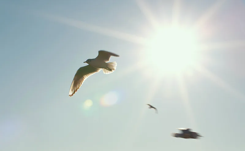 sol-himmel-fågel.jpg Zmarta standard förhandsvisnings artikelbild