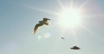 sol-himmel-fågel.jpg Zmarta standard förhandsvisnings artikelbild