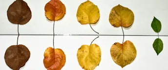 Uppläggningsavgift.png Olika färgare löv i rad och speglade.