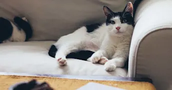 Katt i soffa En svartvit katt myser i en vit soffa.