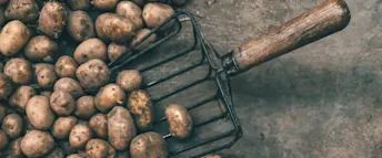 Matkostnader.webp Potatis på en brun betongbakgrund tillsammans med en potatisskopa.