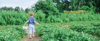 barn som plockar grönsaker.png Zmarta standard förhandsvisnings artikelbild