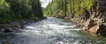 Fors och skog Fors som rinner genom en skog