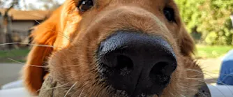 kastrera hund.png Zmarta standard förhandsvisnings artikelbild