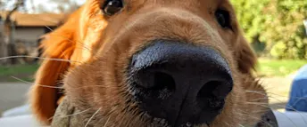 kastrera hund.png Zmarta standard förhandsvisnings artikelbild