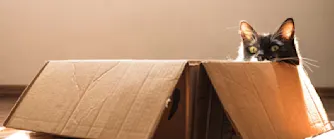 Katt i flyttlåda Svart katt i flyttlåda