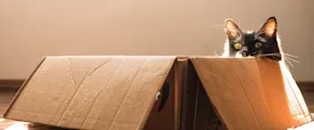 Katt i flyttlåda Svart katt i flyttlåda