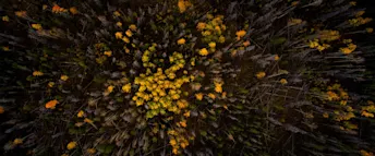 Flygfoto över en höstskog med färgsprakande träd i gult och orange som bildar ett mönster mot en mörkare bakgrund av barrskog och nakna träd. Bilden visar ett drönarperspektiv över en skog i höstskrud. I centrum syns en koncentration av träd med intensivt gula löv som kontrasterar mot de omgivande, mörkare träden – många av dem kala eller barrträd. De fallna träden på marken och variationen i färg och struktur skapar ett dynamiskt och nästan abstrakt mönster. Ljuset är mjukt och dämpat, vilket förstärker den dramatiska känslan i landskapet.