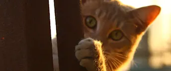 Dolt bud vid husköp