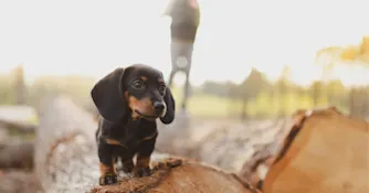 Namnlös design-48.png Zmarta standard förhandsvisnings artikelbild