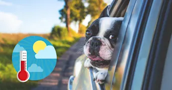 Hund i bil: så skyddar du din hund på bästa sätt Bil