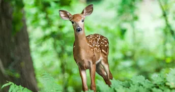 Krock med rådjur, älg, vildsvin eller annat vilt Krock med rådjur, älg, vildsvin eller annat vilt