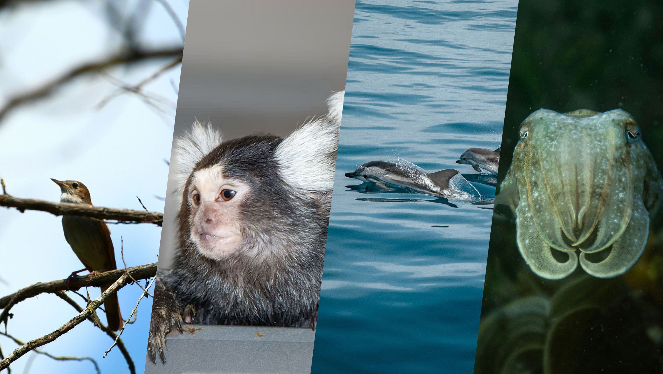 Shortlist for annual prize marks first step towards AI-powered Interspecies Two-Way Communication