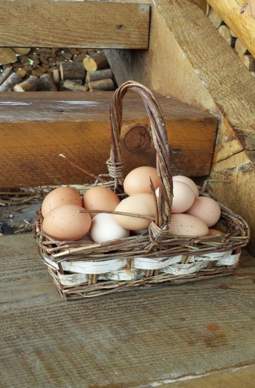 All eggs in one basket 