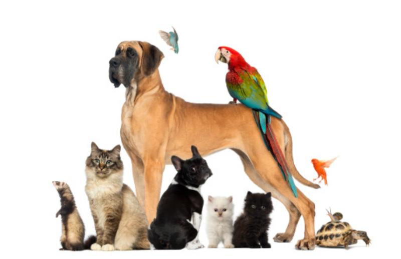 Pet Supermarket
