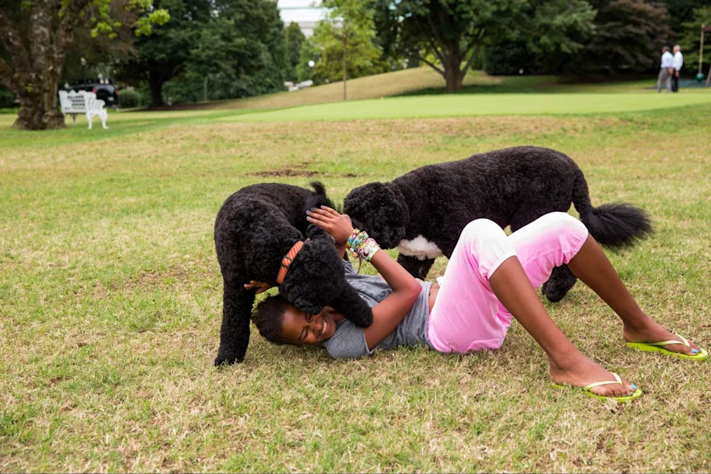 Bo and Sunny are playing with Sasha Obama on the South Lawn. Sasha is laying on green grass. Sunny is licking Sasha’s face while Bo stands behind Sasha.