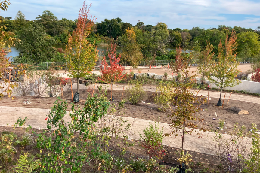 A photograph of exterior landscaping of the Obama Presidential Center Campus. The picture includes several trees in different stages of growth.