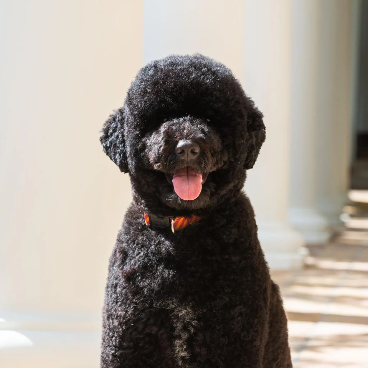 Sunny the dog sits outside of the White House. Sunny has curly, dark-hair. She is staring directly into the camera and her mouth is open with her tongue hanging out.