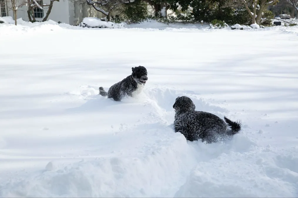 Bo and Sunny the dogs play in the snow on the South Lawn. Both dogs are in motion in the snow and they are covered in snow up to the legs.