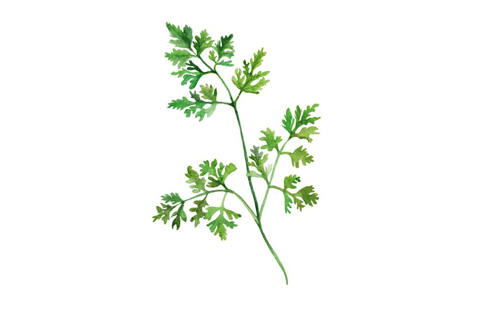 KERBEL ähnelt der glatten Petersilie. Er schmeckt leicht nach Anis und Petersilie. Er passt zu Eiern, Fisch und hellem Fleisch, aber auch zu Kartoffeln, Tomaten und zarten Frühlingsgemüsen wie Spargeln, Kohlrabi oder Bundkarotten.