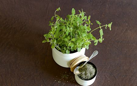Oregano