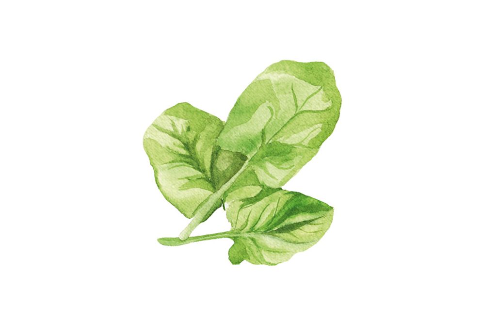 SPINAT: im Frühling gibt es den besonders milden Blattspinat, der auch roh als Salat gegessen werden kann. Irrtümlich wurde sein Eisengehalt lange überschätzt, dennoch enthält er reichlich davon, sowie Vitamin A, C, Kalium, Kalzium und Magnesium.