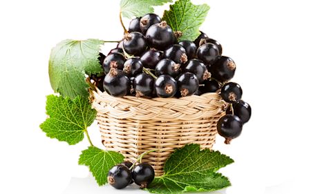 schwarze Johannisbeeren