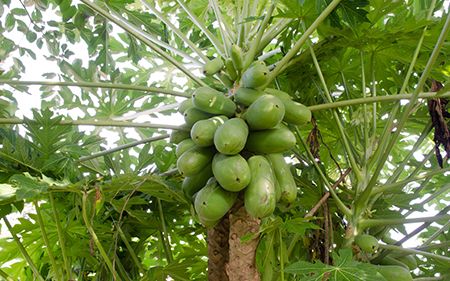 Gemüsepapaya