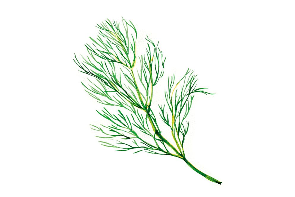 DILL schmeckt frisch, süsslich-würzig. Er passt in helle Saucen, zu Fisch und Meerfrüchten, zu Zucchetti, Kartoffeln und Eiern und ist DAS Gurken-Gewürz. Er ist reich an Vitamin C und ätherischen Ölen, die krampflösend und verdauungsfördernd wirken.