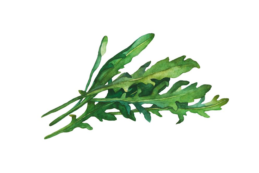 RUCOLA schmeckt pfeffrig, ältere Blätter sogar meerrettichähnlich scharf und leicht bitter. Es eignet sich für Salat, Pesto-Zubereitung, Suppen und als Gemüse. Rucola enthält reichlich Vitamin C, Kalium und Folsäure und ist sehr kalziumreich.