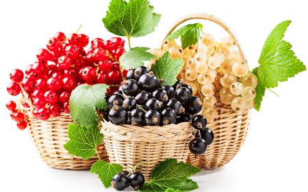 Johannisbeeren