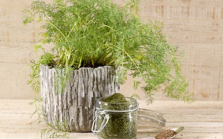 Dill