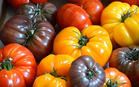 Fleischtomate