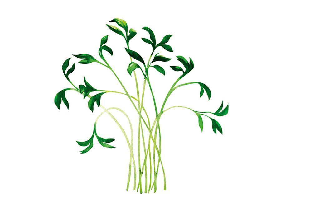 KRESSE besitzt ein würzig-frisches, meerrettichähnliches Aroma. Als würzige Zutat für Salate, Suppen, Saucen, Quark und Eiergerichte ist sie reich an Vitamin C und D, Karotin und Vitamine der B-Gruppe, ausserdem Eisen, Jod, Kalium und Kalzium.