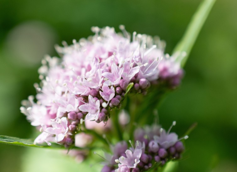 ventajas valeriana