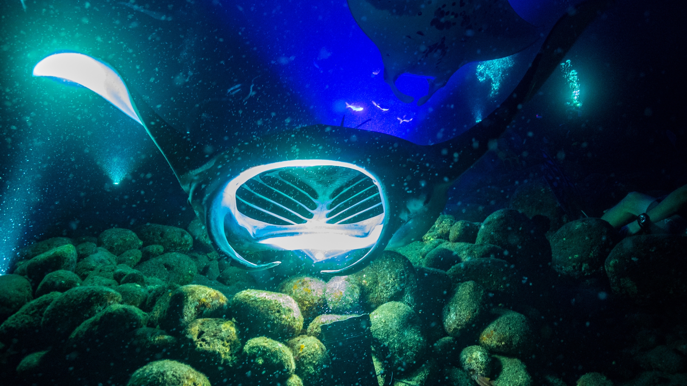 Kona Manta Ray Night Snorkel Adventure