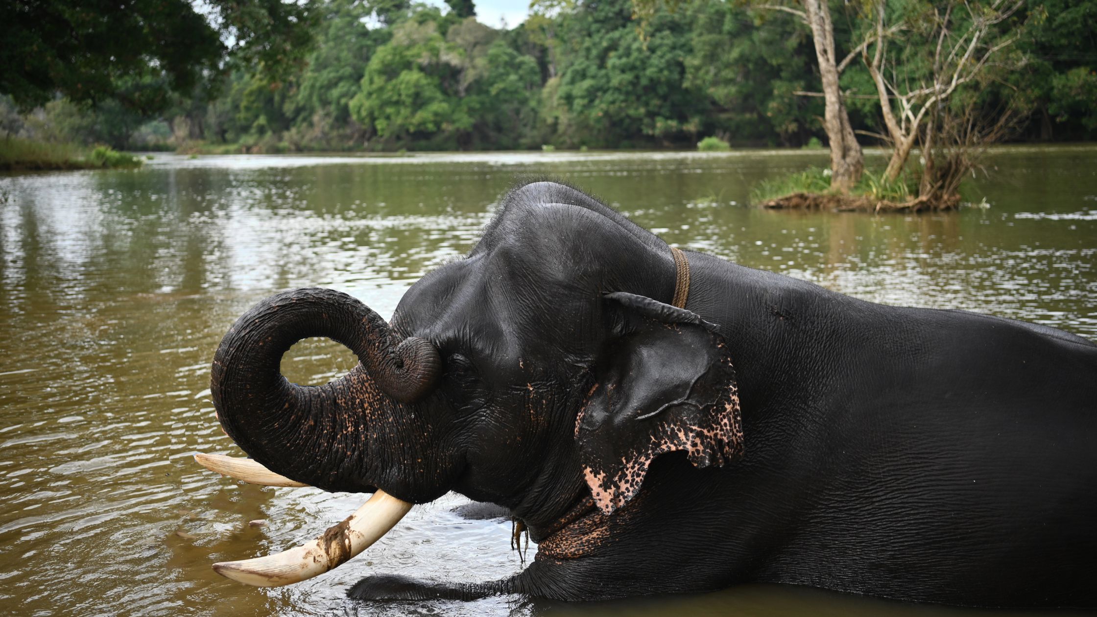 Coorg