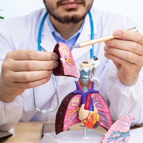 Male doctor looks anatomical model lung in clinic room.