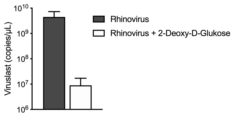 2-Deoxy-D-Glukose hemmt Rhinovirus-Vermehrung. Zellen (HeLa Ohio) wurden mit Rhinovirus B14 infiziert und mit Placebo oder 2-Deoxy-D-Glukose behandelt. Nach 7 Stunden wurden virale RNA mittels qPCR quantifiziert (aus Gualdoni et al. 2018)