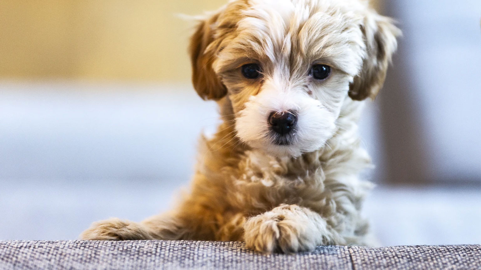 animals4FEATUREDIMAGE