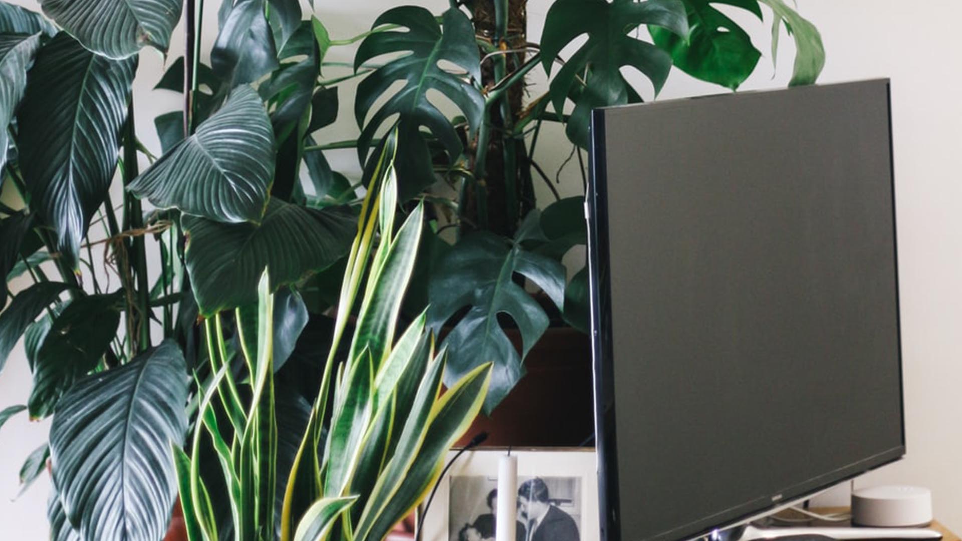 plantsFEATUREDIMAGE