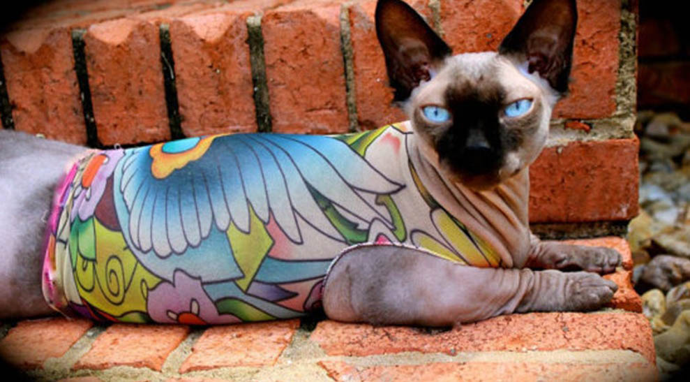 tatcat3ImageTemp
