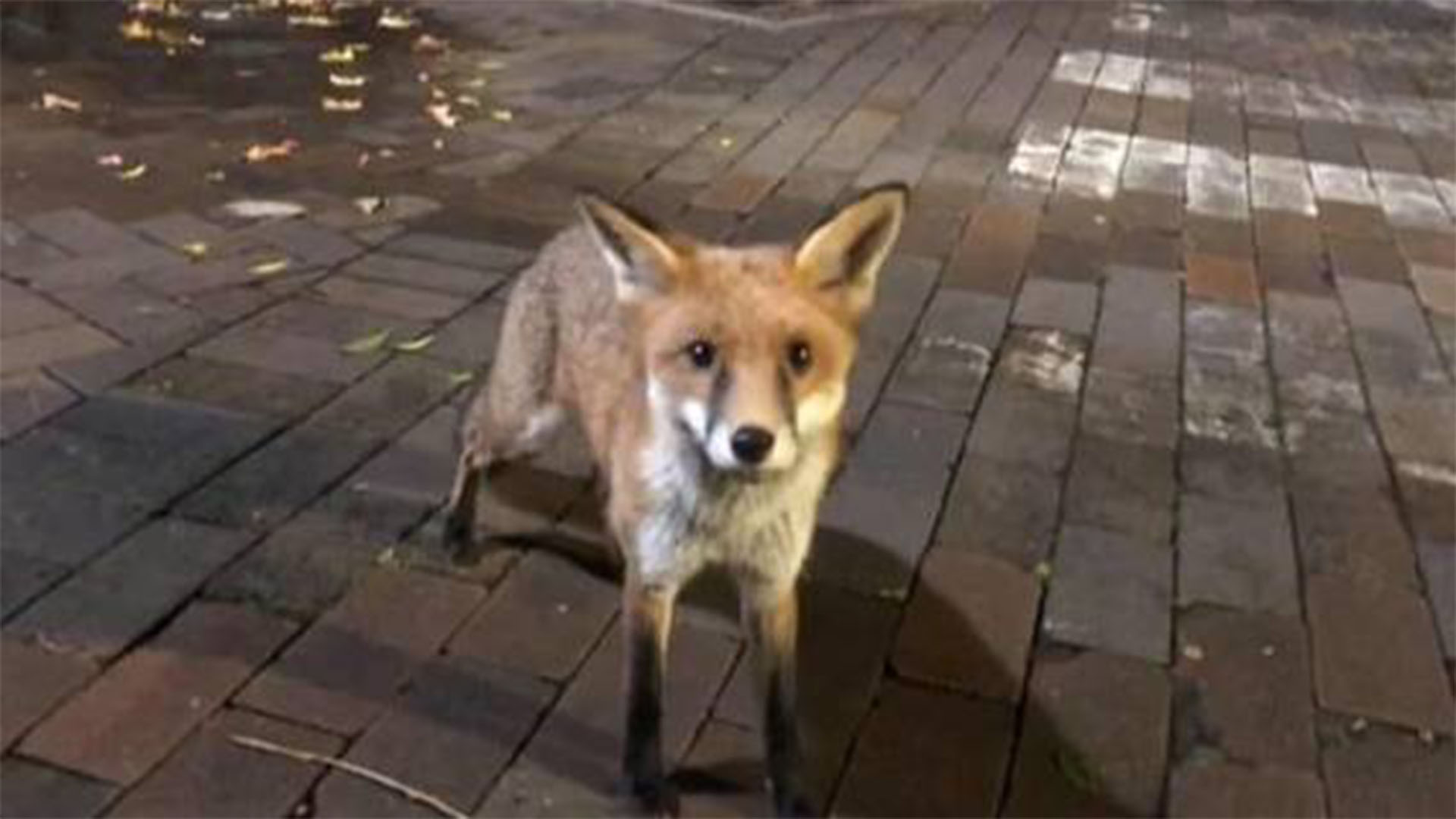 foxFEATUREDIMAGE
