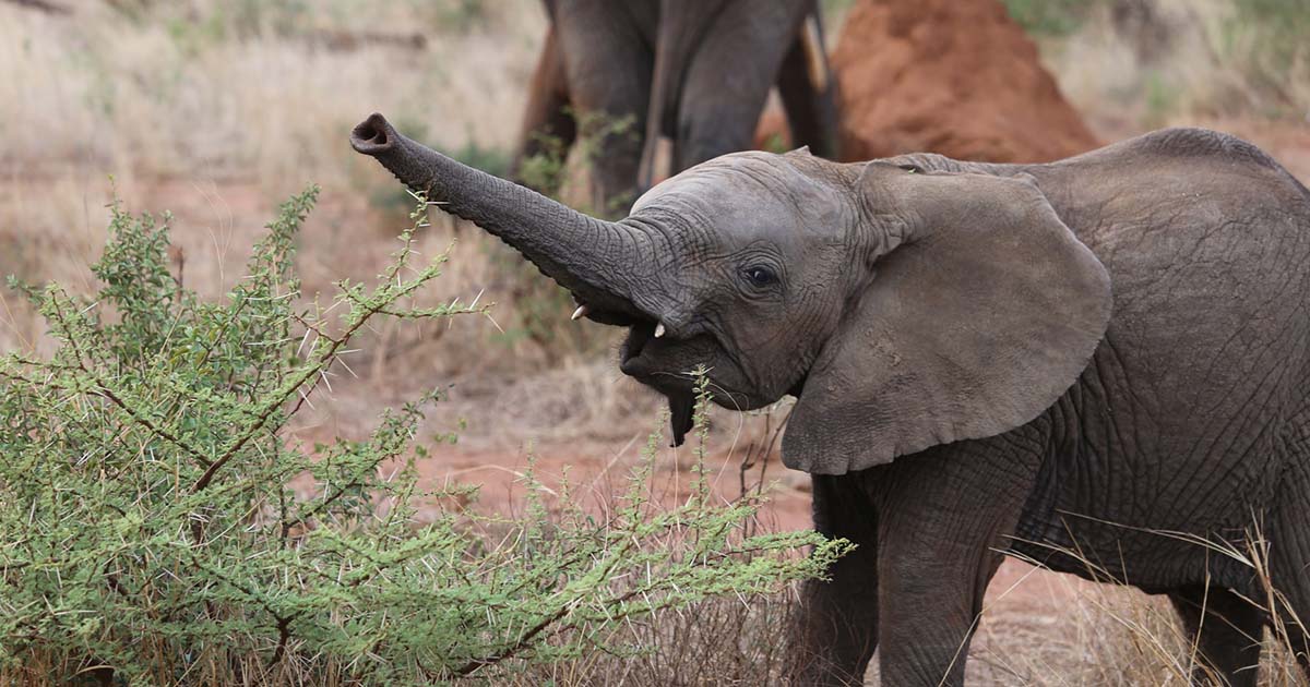 babyelephant2FacebookThumb