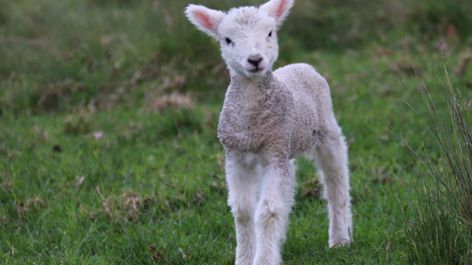 animals1FEATUREDIMAGE