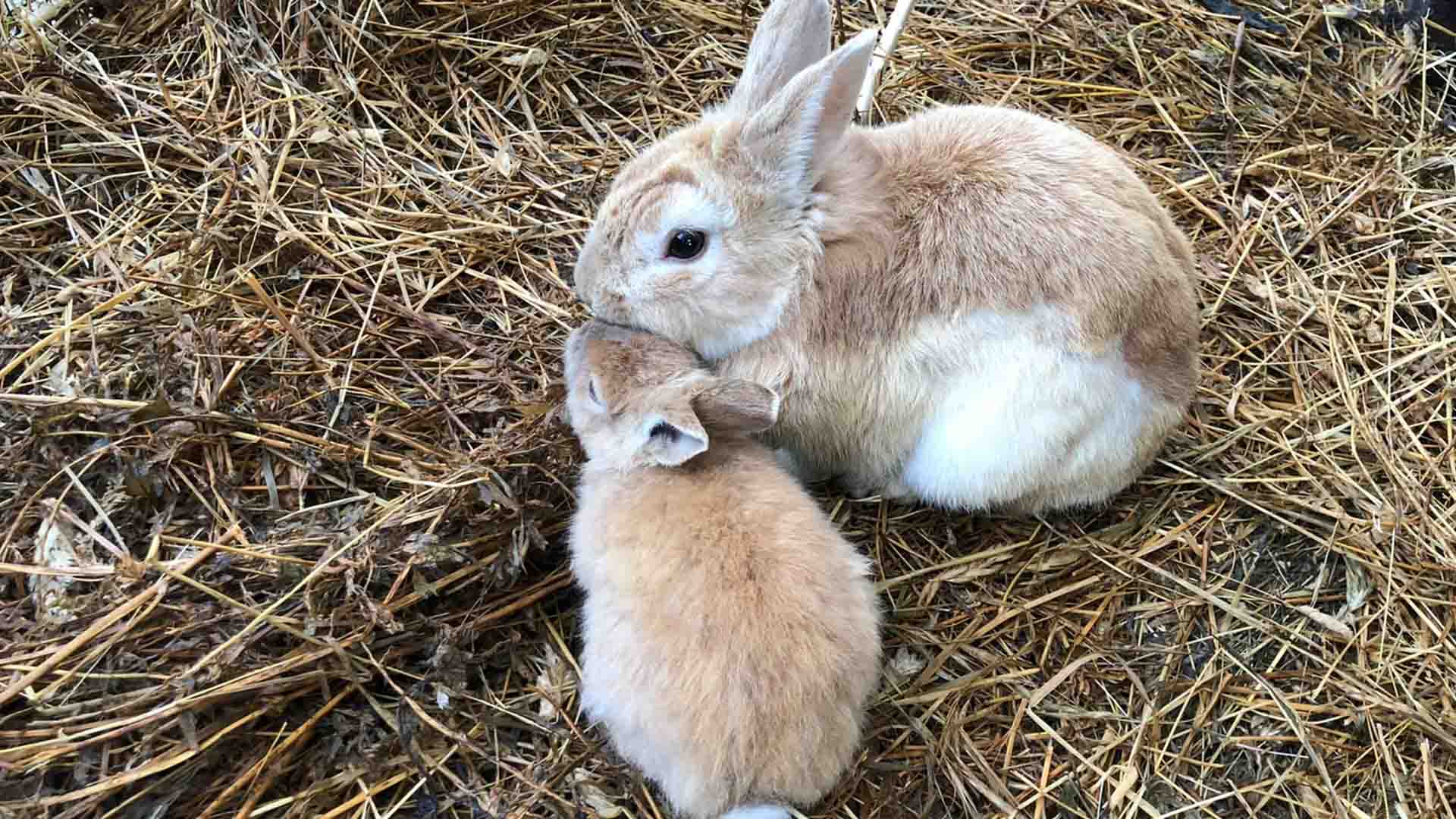 rabbitFEATUREDIMAGE