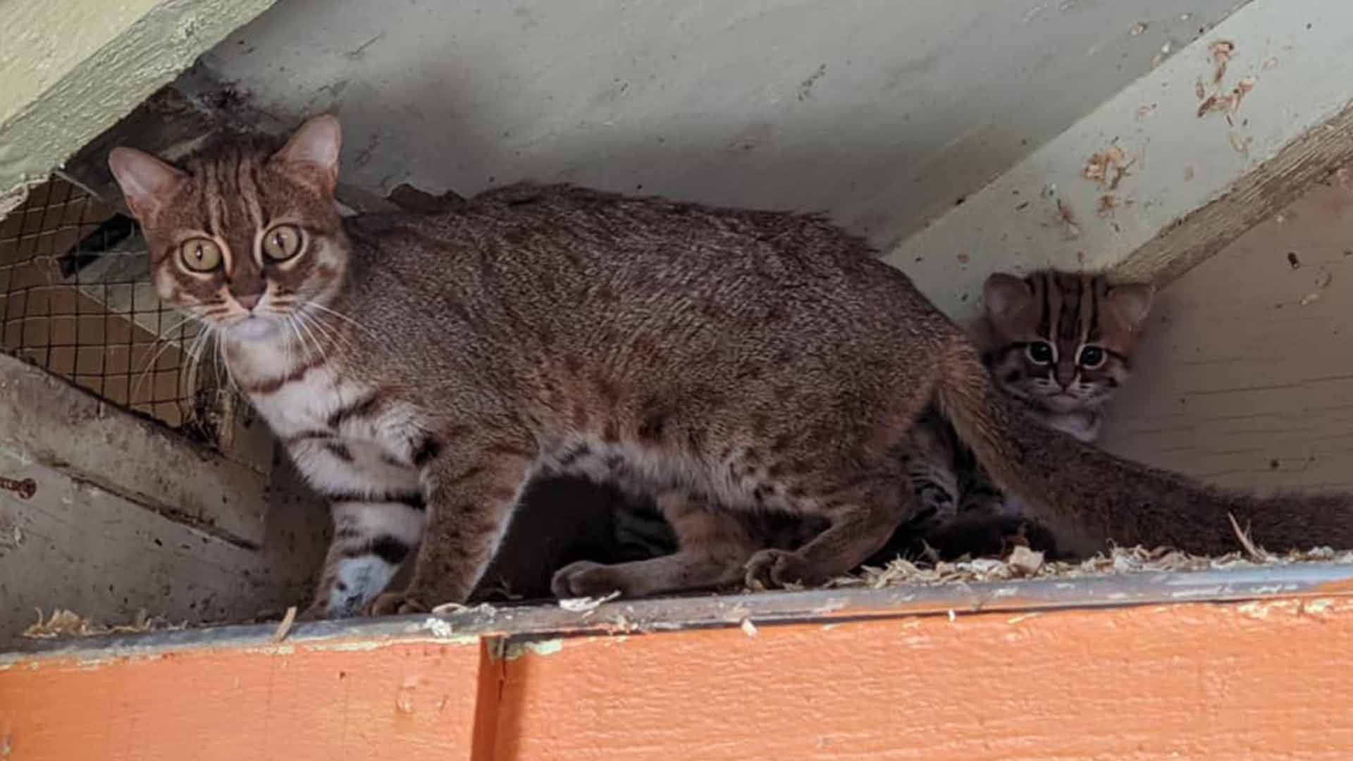 Pair Of The World's Smallest Wild Cats Born In UK Sanctuary TOTUM