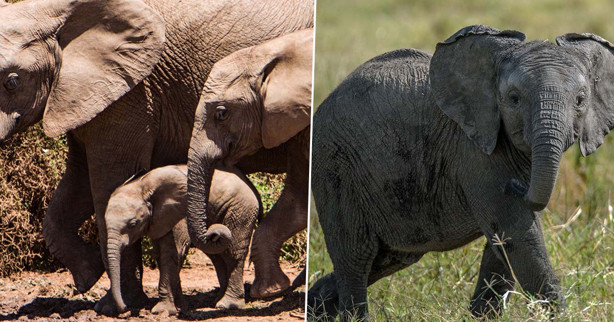 babyelephant1FacebookThumb